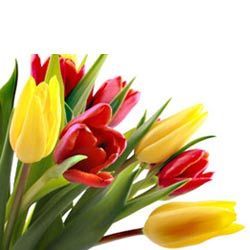 Florist Flowers